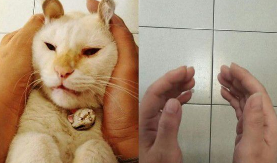 2014年双手端着扑克脸猫2019年只剩空空美目手(图2)