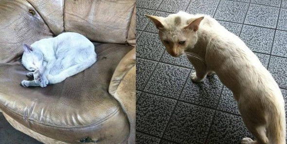 2014年双手端着扑克脸猫2019年只剩空空美目手(图3)