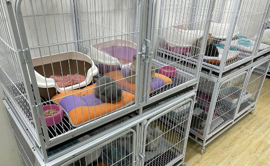 云高分悬赏|网曝成都一宠物店出售时病猫病狗老板回应：24小时内没病都可以不退换(图1)