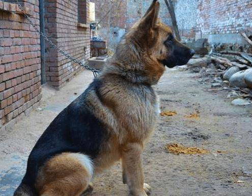 猫咪从小被狗狗领养 长大后狗狗仍然操心 母爱是不分种族的(图3)