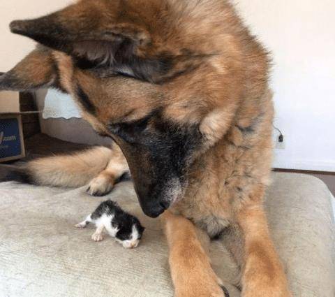 猫咪从小被狗狗领养 长大后狗狗仍然操心 母爱是不分种族的(图4)