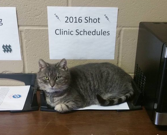 不懈与小猫交流和互动时长六年小猫卸下心防(图2)