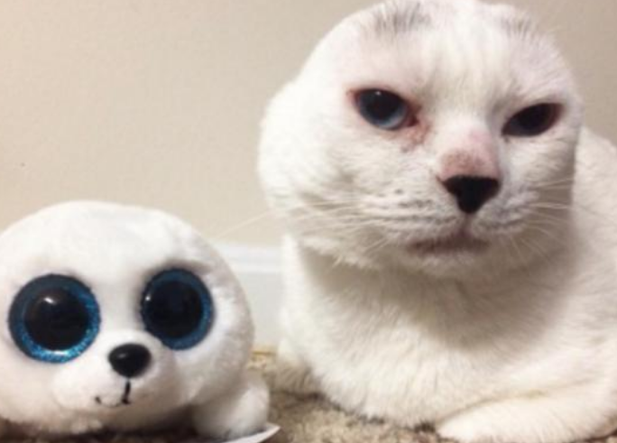 猫咪没了双耳 被原主人抛弃过 却彻底治愈了患有焦虑症的她(图1)