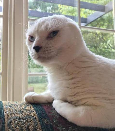 猫咪没了双耳 被原主人抛弃过 却彻底治愈了患有焦虑症的她(图2)