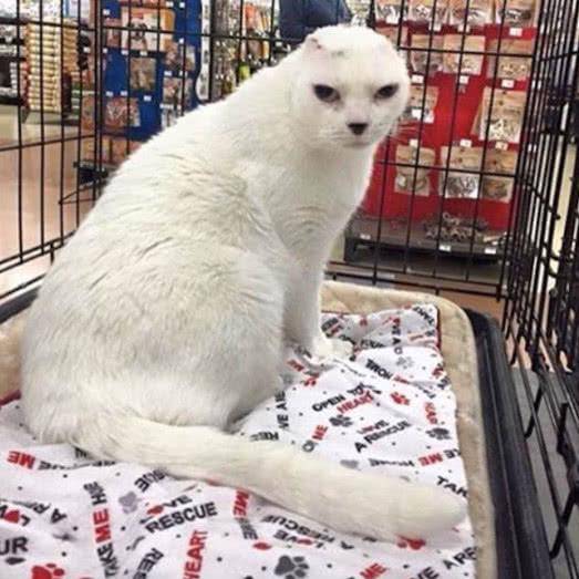 猫咪没了双耳 被原主人抛弃过 却彻底治愈了患有焦虑症的她(图3)