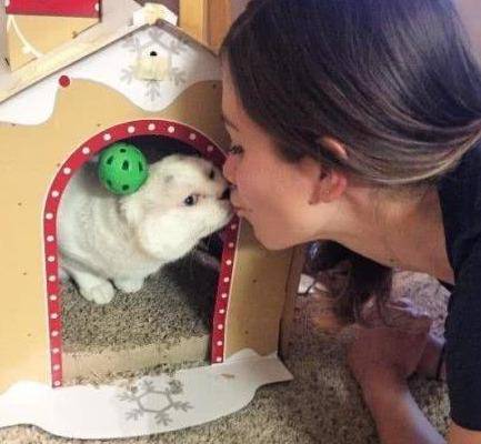 猫咪没了双耳 被原主人抛弃过 却彻底治愈了患有焦虑症的她(图5)