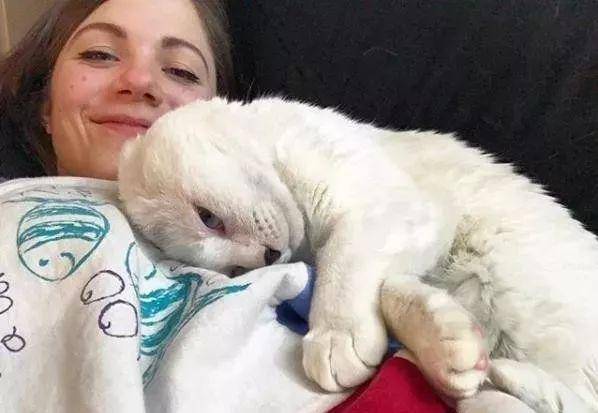 猫咪没了双耳 被原主人抛弃过 却彻底治愈了患有焦虑症的她(图7)