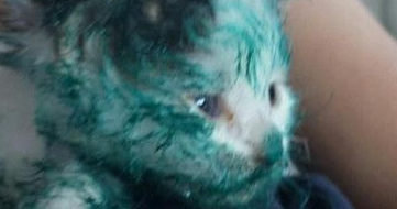 全身淋满漆的小猫在呼救男子进垃圾箱救它(图1)