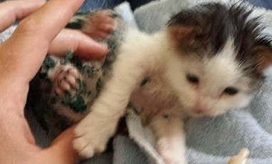 全身淋满漆的小猫在呼救男子进垃圾箱救它(图2)