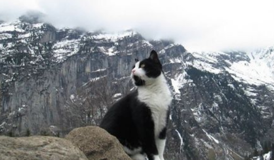 瑞士山区找不到回家的路神秘莫测猫咪直接出现救援(图1)