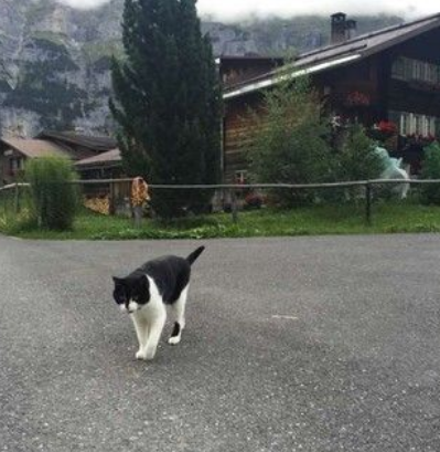 瑞士山区找不到回家的路神秘莫测猫咪直接出现救援(图2)
