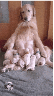 流浪狗的孩子因私人原因早夭 它捡了一窝小猫 比亲妈另外耐心啊(图1)