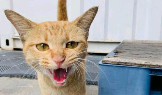 流浪橘猫受大叔恩惠 他轻声说不想见小猫 猫妈隔天真给他4个孩子(图1)