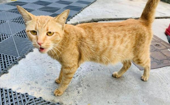 流浪橘猫受大叔恩惠 他轻声说不想见小猫 猫妈隔天真给他4个孩子(图2)