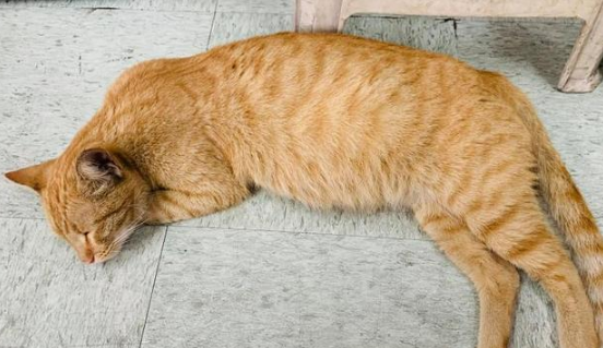 流浪橘猫受大叔恩惠 他轻声说不想见小猫 猫妈隔天真给他4个孩子(图3)