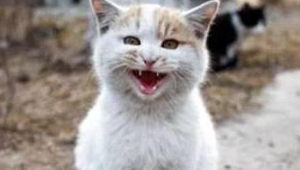 小猫咪被前主人闷死未遂 网友疼惜将其拣回 两次直说将其活活憋死(图1)