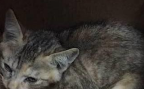 小猫咪被前主人闷死未遂 网友疼惜将其拣回 两次直说将其活活憋死(图3)