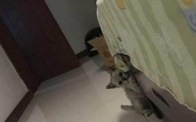 小猫咪被前主人闷死未遂 网友疼惜将其拣回 两次直说将其活活憋死(图5)