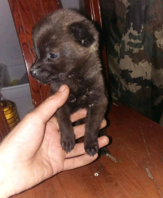 平时遛猫遛狗时被偷只可伶只得的奶狗 瞧着自己狗子的反映男孩儿乐了(图1)