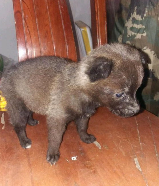 平时遛猫遛狗时被偷只可伶只得的奶狗 瞧着自己狗子的反映男孩儿乐了(图2)