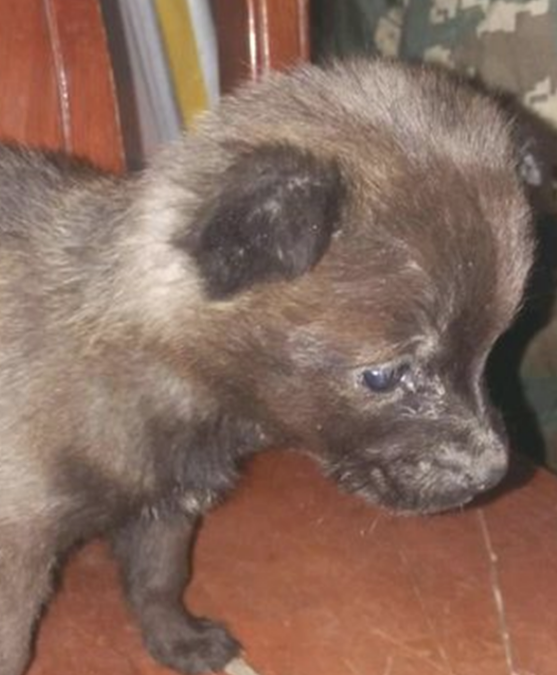 平时遛猫遛狗时被偷只可伶只得的奶狗 瞧着自己狗子的反映男孩儿乐了(图3)