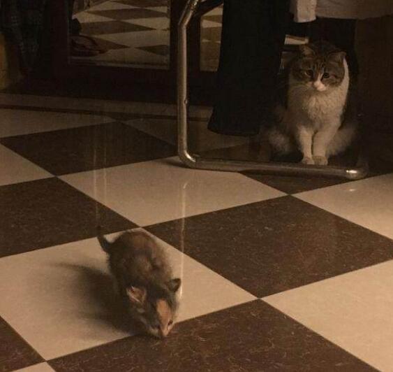 女子从外面捡回来一只小奶猫 最后被流浪吧的橘猫监视跟踪了将近一晚上(图2)