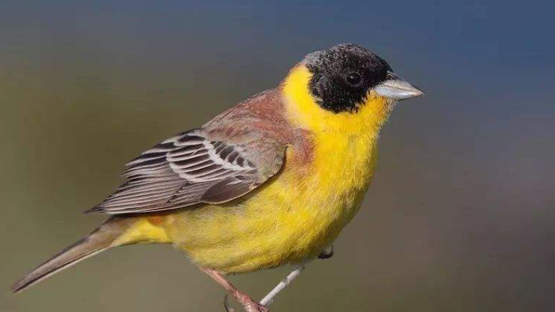 禾花雀叫声是怎样的(图1)