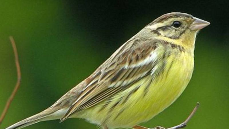 禾花雀叫声是怎样的(图2)