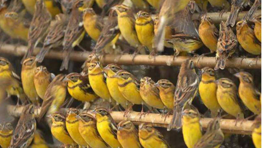 禾花雀叫声是怎样的(图3)