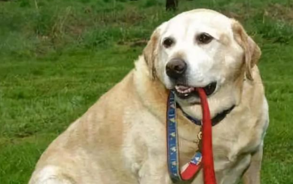 爷爷奶奶养的猫狗 太好玩点了哈哈···(图2)