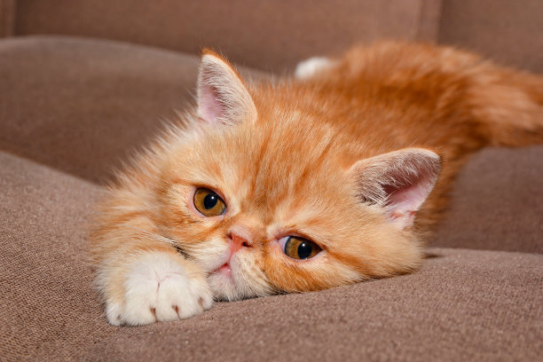 远看橘猫嘴里叼着个东西 能够看清楚后揉了揉眼睛：咋能长这么多大？(图1)