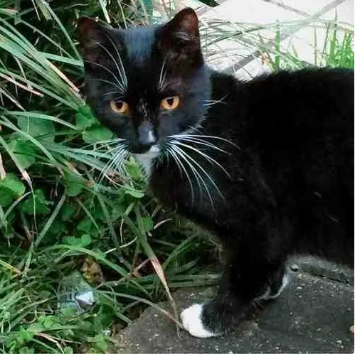 一只虎宝宝在明城墙脚下黑猫的口述(图1)