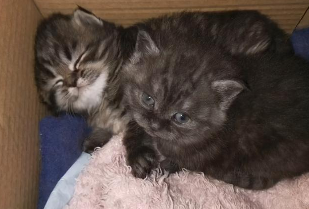 蓝猫祸祸了橘猫 见到小猫后 不得已钦佩田园猫的基因强大(图1)