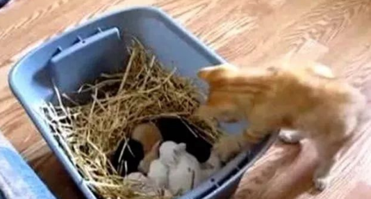 橘猫彻夜不眠未归 可是悄悄的养了一窝小奶猫!(图1)
