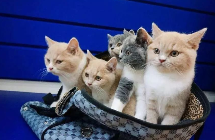 猫咪睡正很舒服 突然之间觉得身上些不对 睁开眼睛这一看快出喵命了(图1)