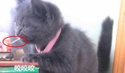 小奶猫顽皮搞恶作剧 主人刚想要打断 猫妈再次出现了(图2)