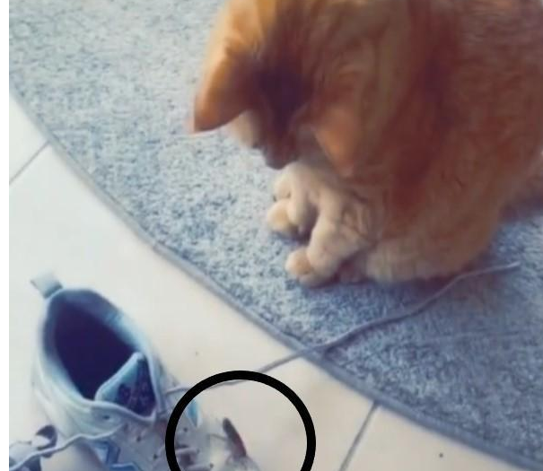 猫咪竟不会捉蟑螂 主人抱出另一只宠物 一刹那一切搞定(图1)