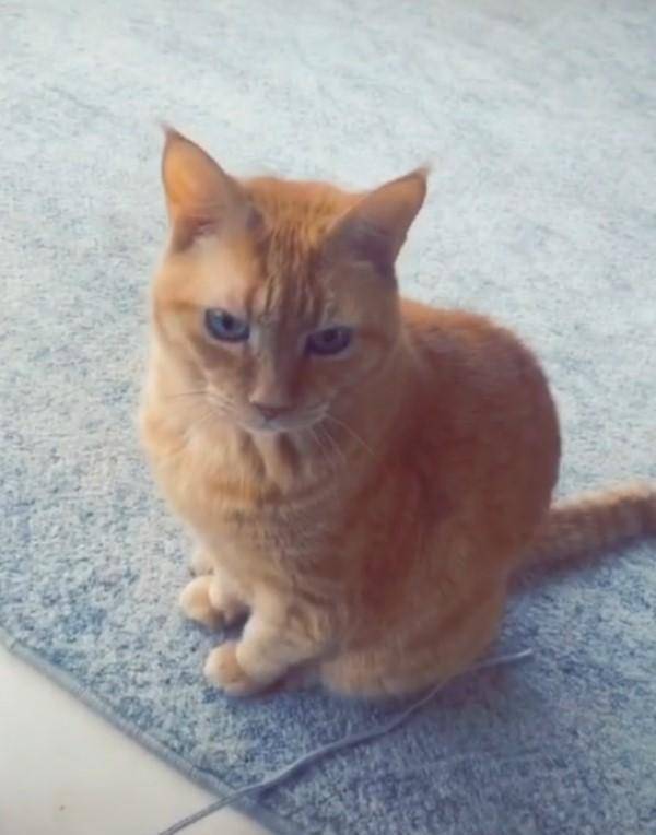 猫咪竟不会捉蟑螂 主人抱出另一只宠物 一刹那一切搞定(图3)