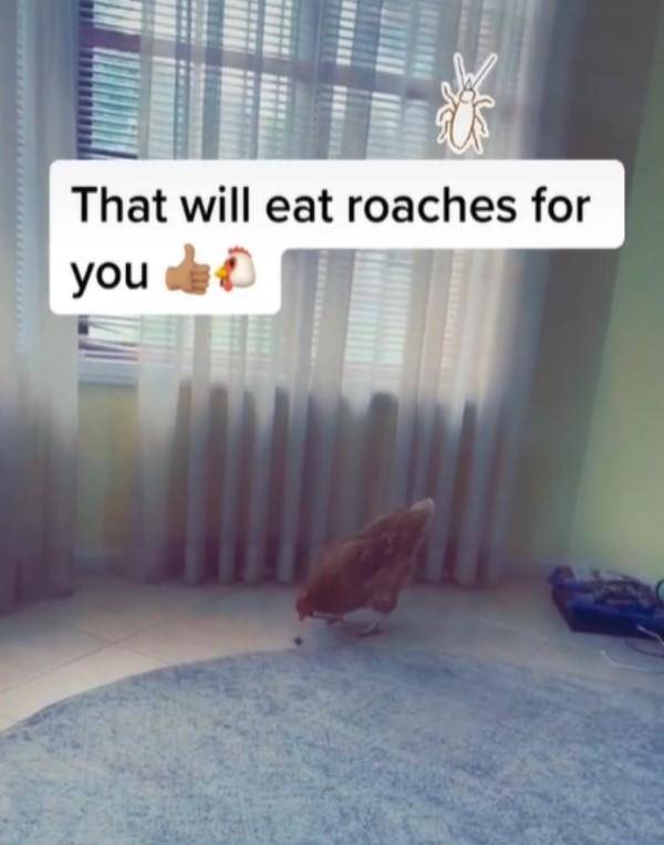 猫咪竟不会捉蟑螂 主人抱出另一只宠物 一刹那一切搞定(图2)