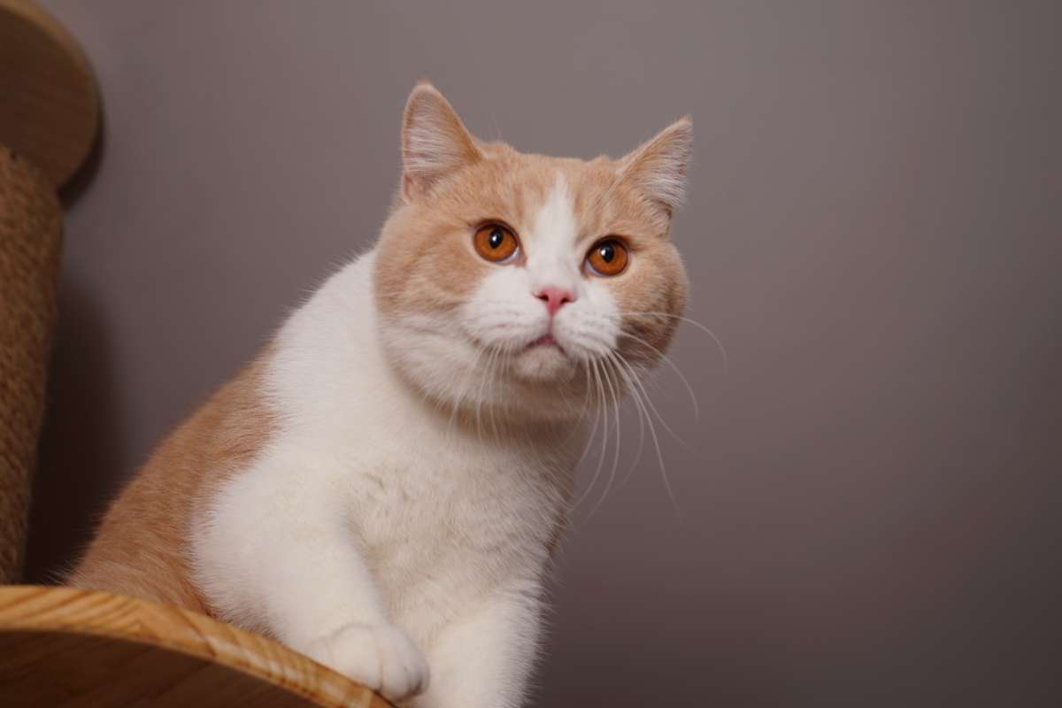 猫界出了个“兔子宝宝” 国外小猫意外走红 连走路啊也是蹦蹦跳跳的(图2)