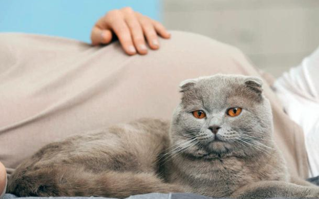 流浪猫上门请求领养 准妈妈不忍驱赶 因为猫也怀孕了了！(图1)