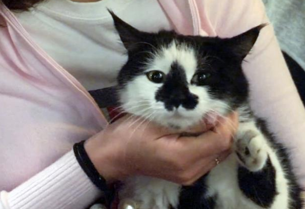 流浪猫上门请求领养 准妈妈不忍驱赶 因为猫也怀孕了了！(图2)