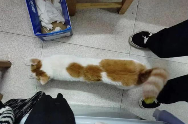 网友家的猫迷路走丢 悲恸之际竟发现到猫咪外来花天酒地！(图1)