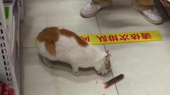 网友家的猫迷路走丢 悲恸之际竟发现到猫咪外来花天酒地！(图2)