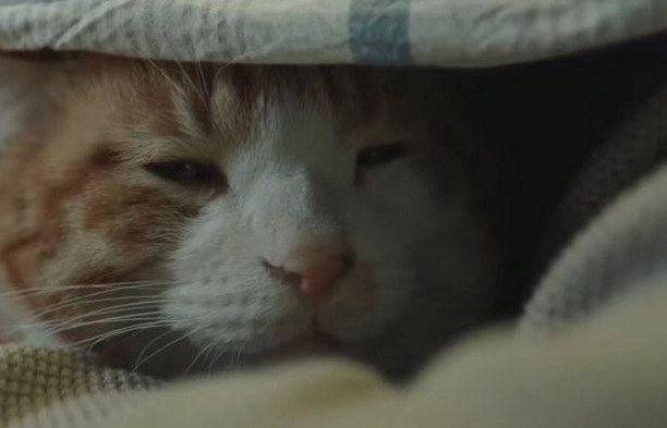 男子深夜奸污偷猫 被前任的现任抓个正着 情侣提分手后抚养权该归谁？(图1)