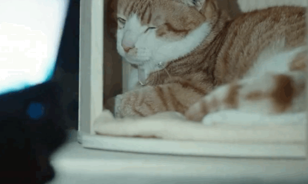 男子深夜奸污偷猫 被前任的现任抓个正着 情侣提分手后抚养权该归谁？(图5)