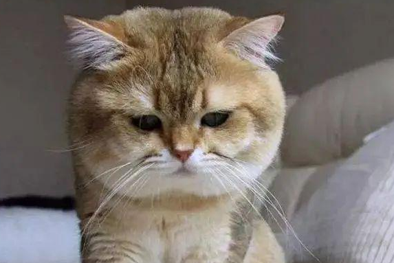 男子深夜奸污偷猫 被前任的现任抓个正着 情侣提分手后抚养权该归谁？(图7)