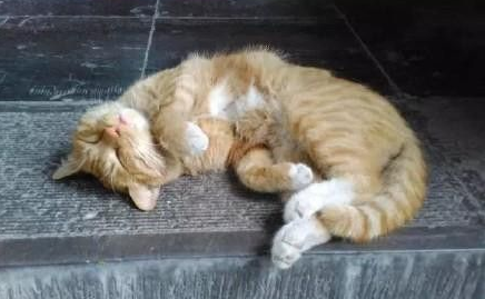 碑林博物馆网红猫抓伤幼童小猫一家恐驱除(图1)