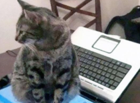 明明猫咪才是专业拆迁队 实力不输二哈 我想知道为什么铲屎官还这么说爱它(图3)