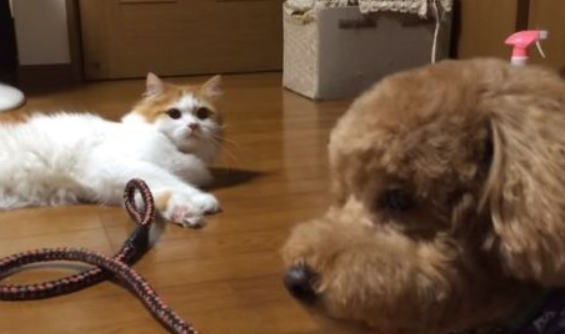 狗狗剪毛免费换造型猫咪朋友居然不认出来(图2)